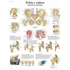 Lámina 3B Pelvis y Cadera